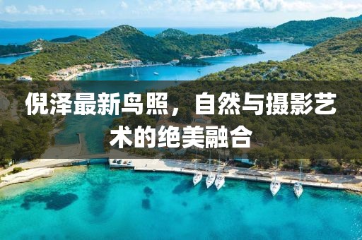 倪澤最新鳥照，自然與攝影藝術(shù)的絕美融合