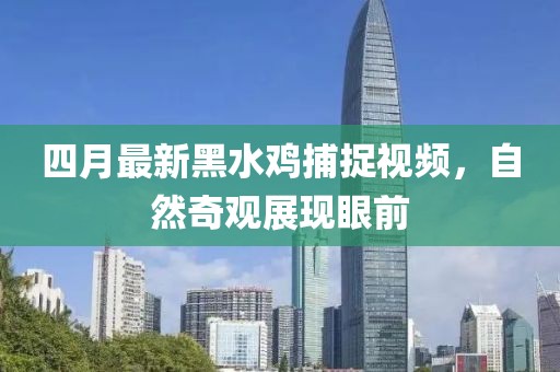 四月最新黑水雞捕捉視頻，自然奇觀展現(xiàn)眼前
