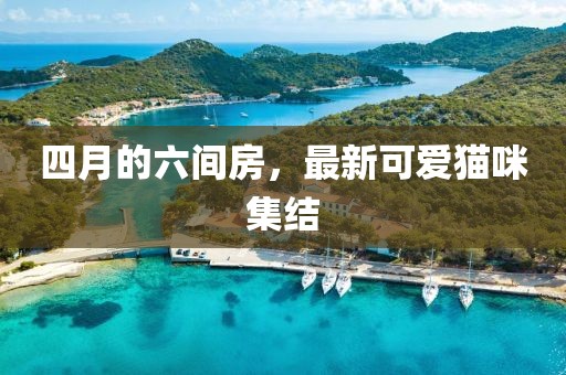 四月的六間房，最新可愛貓咪集結(jié)