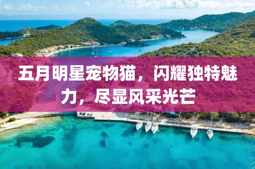 五月明星寵物貓，閃耀獨(dú)特魅力，盡顯風(fēng)采光芒
