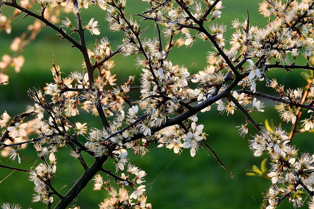 延安新區(qū)蓬勃發(fā)展揭秘，未來之城的最新動態(tài)與消息速遞