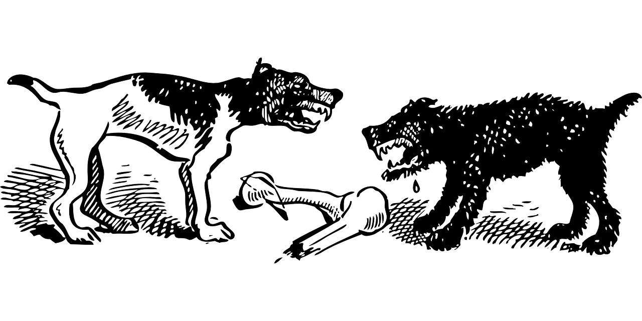 最新野生動物保護名錄，守護自然之美的行動綱領(lǐng)