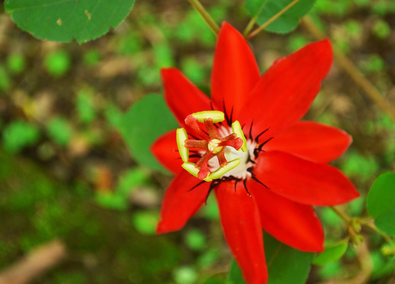 鴻福花園最新動(dòng)態(tài)全面解析