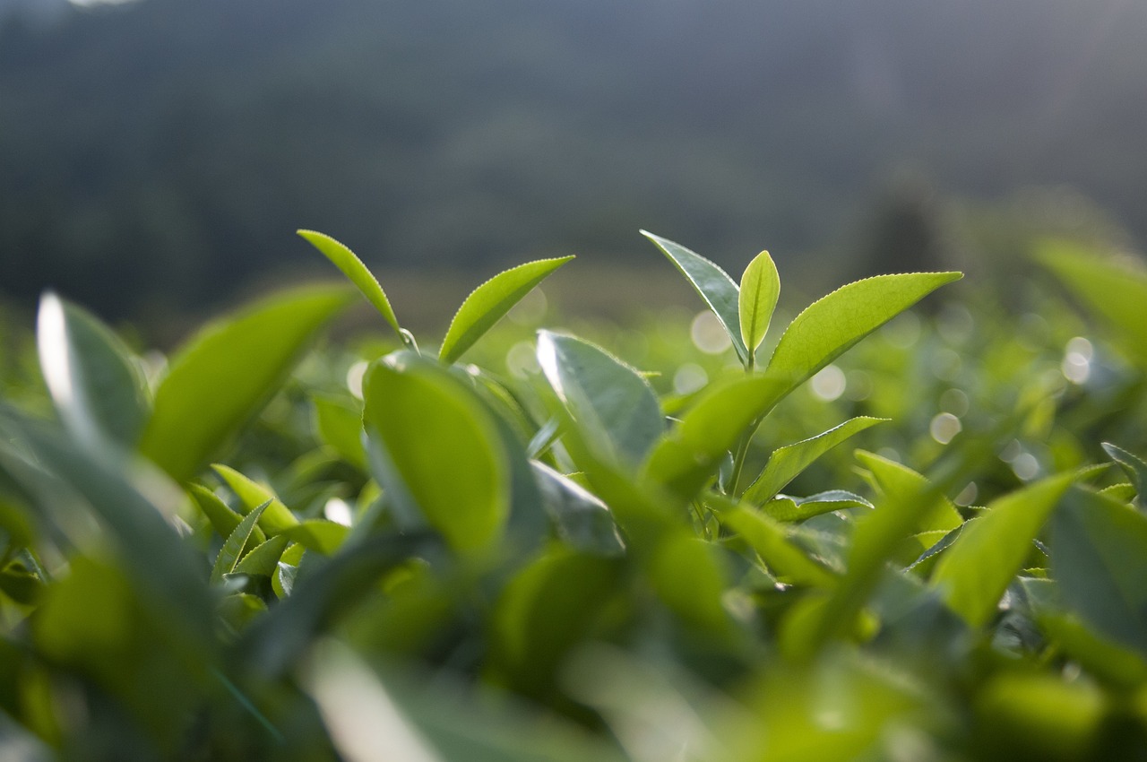 中國十大名茶最新排行榜揭曉