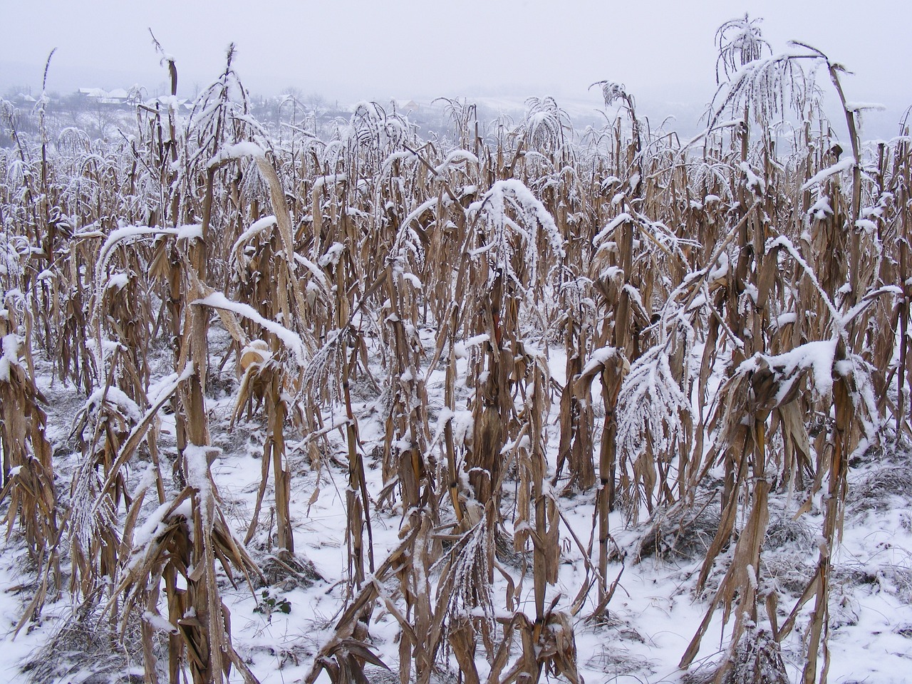 全國多地降雪來襲，氣象部門發(fā)出預(yù)警，最新下雪新聞匯總