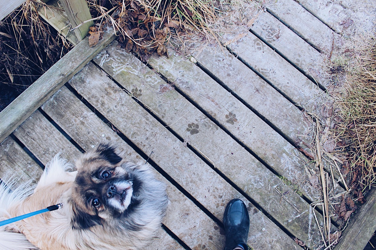 揭秘最新狗語者，人與犬之間的深度交流之道